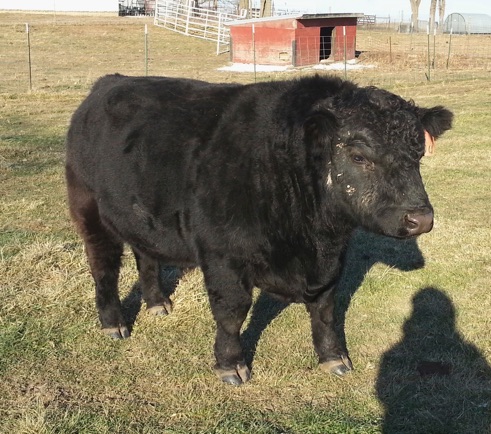lowline angus